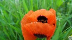Flowers Poppies Garden