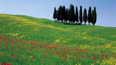 Flowers Poppies Italy