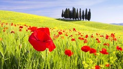 Flowers Poppies Italy Tuscany Val d'Orcia Cipressi