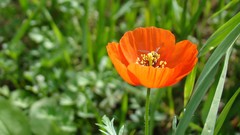 Flowers Poppies laleh wildlife orange flowers