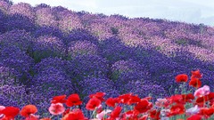 Flowers Poppies lilac purple flowers red flowers