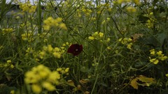Flowers Poppies lonely