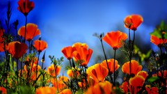 Flowers Poppies orange flowers