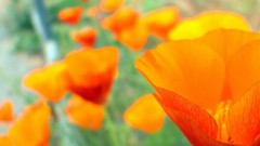 Flowers Poppies orange flowers