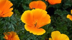 Flowers Poppies orange flowers