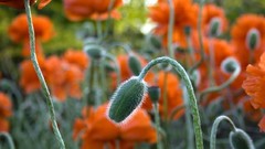 Flowers Poppies orange flowers