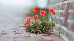 Flowers Poppies Plants