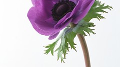 Flowers Poppies purple flowers