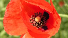 Flowers Poppies red flowers
