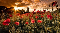 Flowers Poppies red flowers
