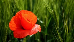 Flowers Poppies red flowers
