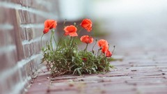 Flowers Poppies red flowers