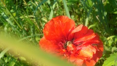 Flowers Poppies red flowers