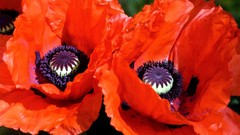 Flowers Poppies red flowers