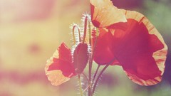 Flowers Poppies red flowers