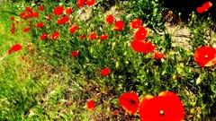 Flowers Poppies red flowers