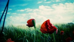 Flowers Poppies red flowers