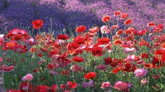 Flowers Poppies red flowers