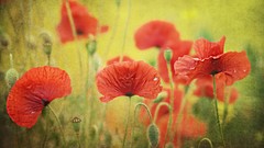 Flowers Poppies red flowers