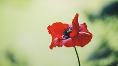 Flowers Poppies red flowers