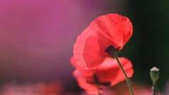 Flowers Poppies red flowers