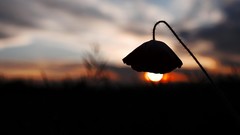 Flowers Poppies silhouettes blurred background