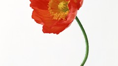 Flowers Poppies Simple Background