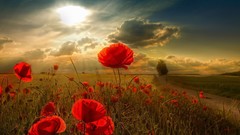 Flowers Poppies sunlight red flowers