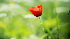 Flowers Poppies tablet