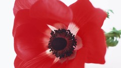 Flowers Poppies white background red flowers