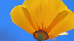 Flowers Poppies yellow flowers