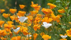 Flowers Poppies yellow flowers orange flowers