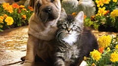 Flowers Puppies Kittens