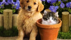 Flowers Puppies Kittens