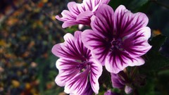 Flowers purple