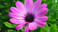 Flowers purple African Daisy