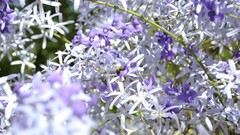 Flowers purple bees white flowers