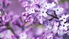 Flowers purple blurred lilac purple flowers Violet Plants