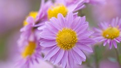 Flowers purple chrysanthemums