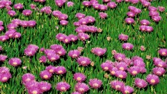 Flowers purple flowers