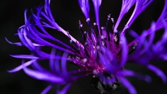 Flowers purple flowers