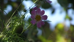 Flowers purple flowers