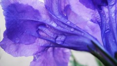 Flowers purple flowers