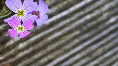 Flowers purple flowers