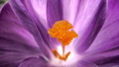 Flowers purple flowers