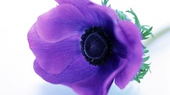 Flowers purple flowers