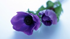 Flowers purple flowers