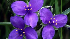 Flowers purple flowers