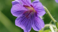 Flowers purple flowers