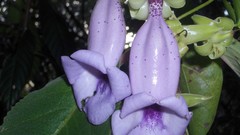 Flowers purple flowers